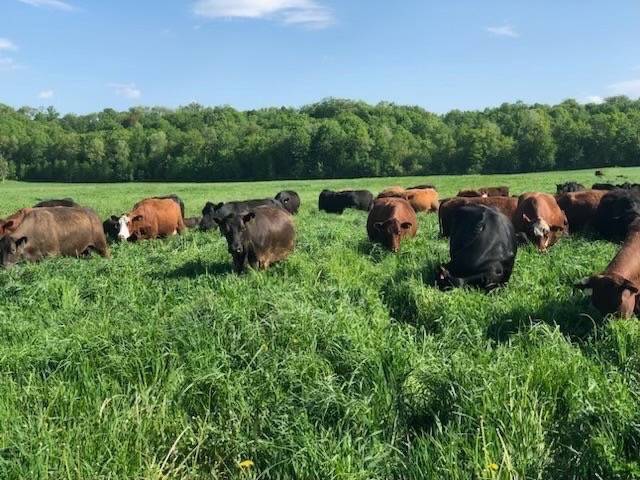 cows on pasture
