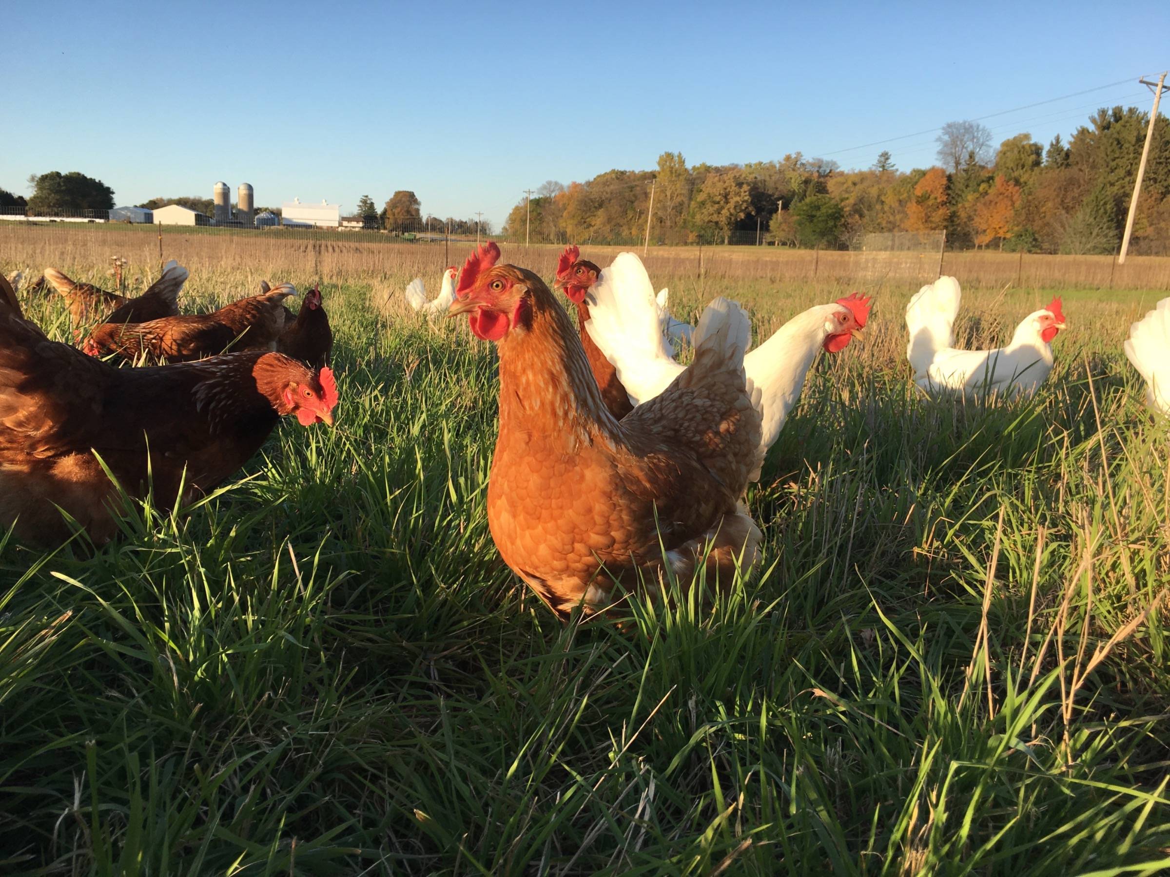 Chicken on pasture