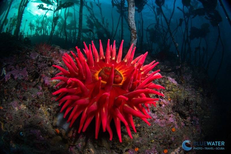 nikon zr underwater photo