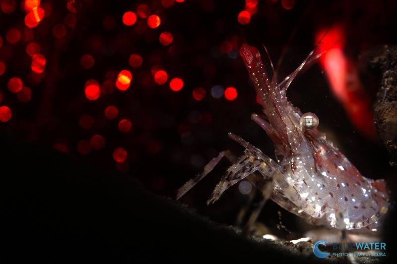 nikon zr underwater video