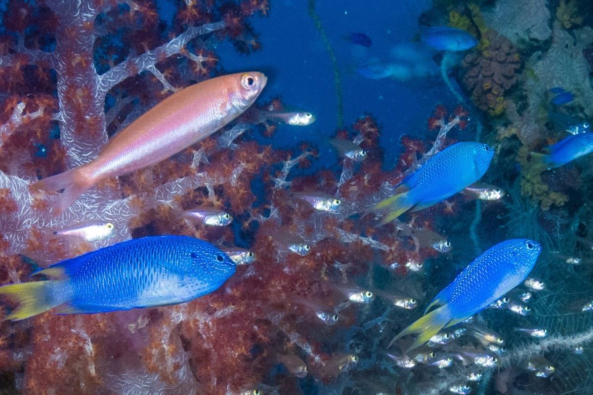 100% crop of reef fish image sony a7r vi