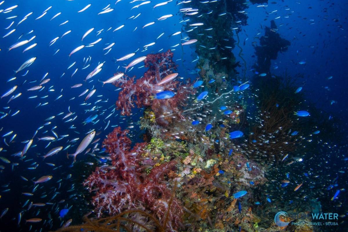 high resolution photo of reefish captured by sony a7r vi