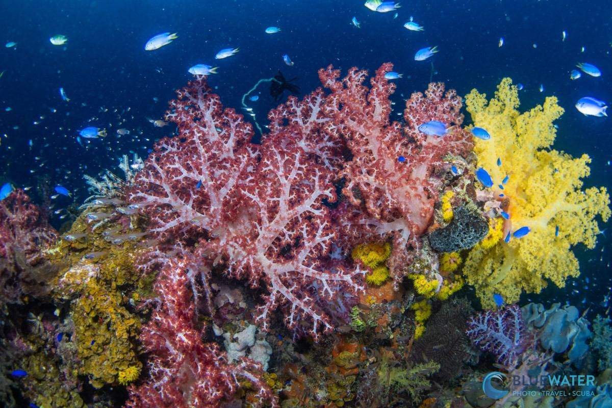 Sony A7R VI reef photo