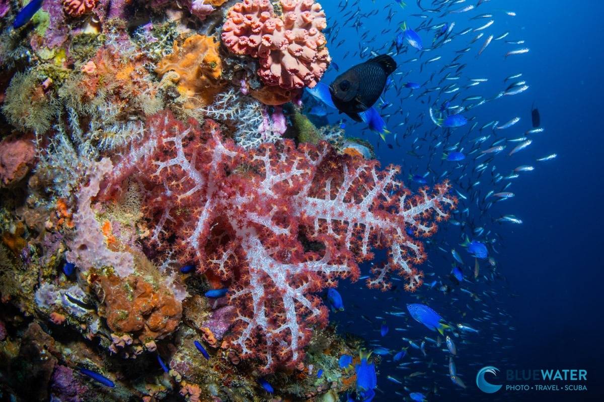 sony a7r vi underwater review