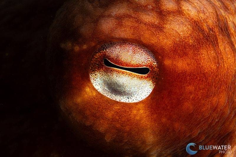 sony a6700 underwater photograph
