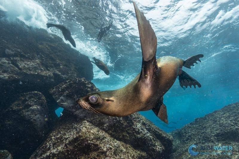 canon r6 iii underwater photo