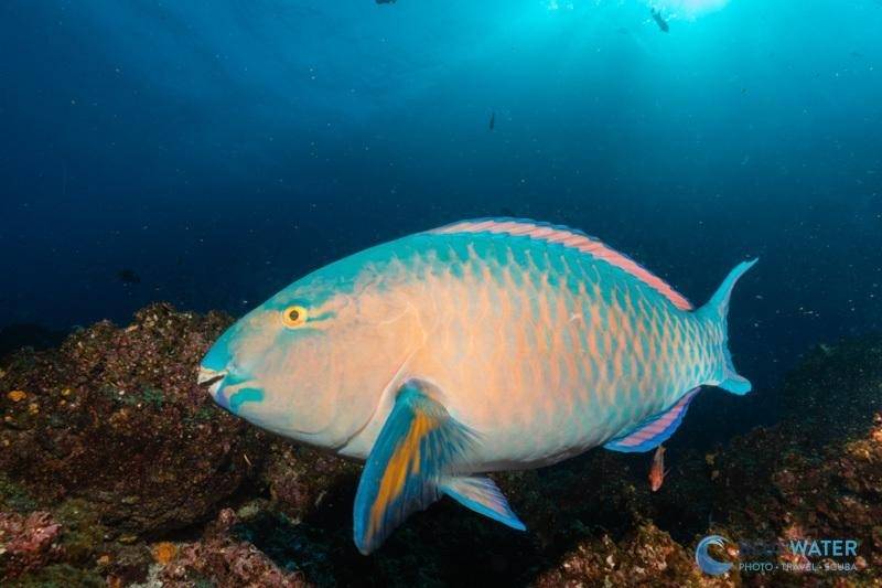 canon r6 iii underwater photo