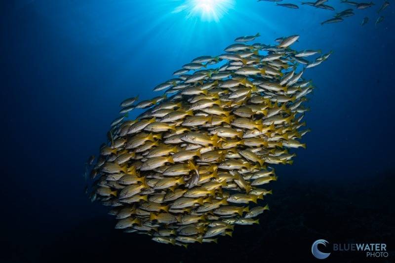 r10 underwater photo