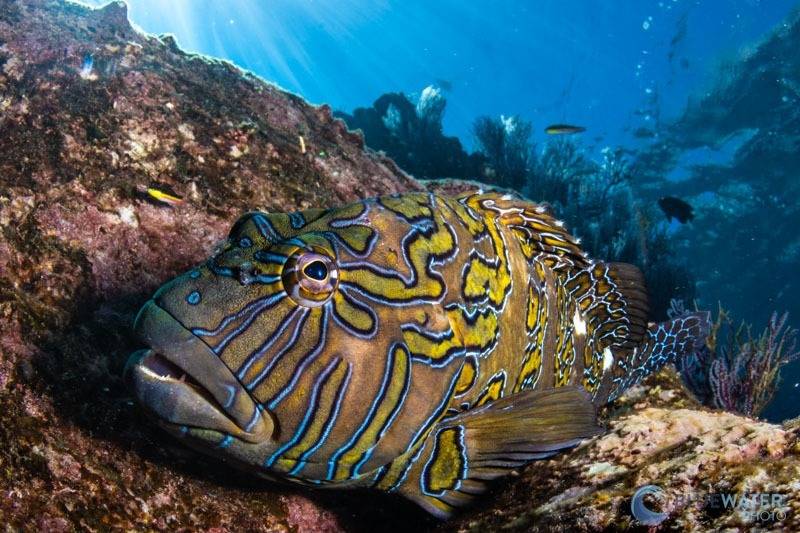 canon r10 underwater photo