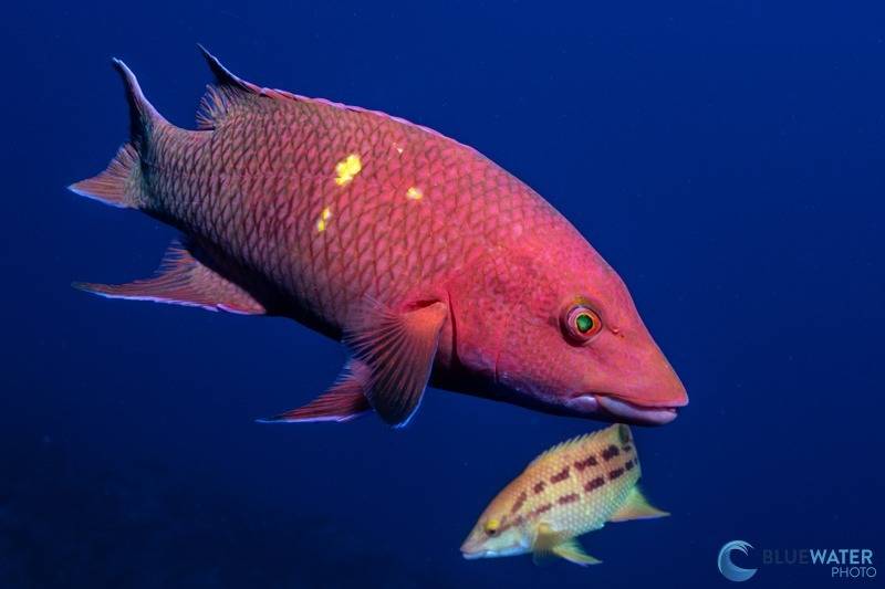 Sony a1 ii underwater photograph