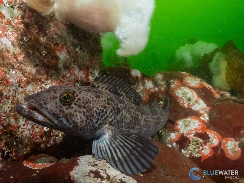 tg-7 underwater photo