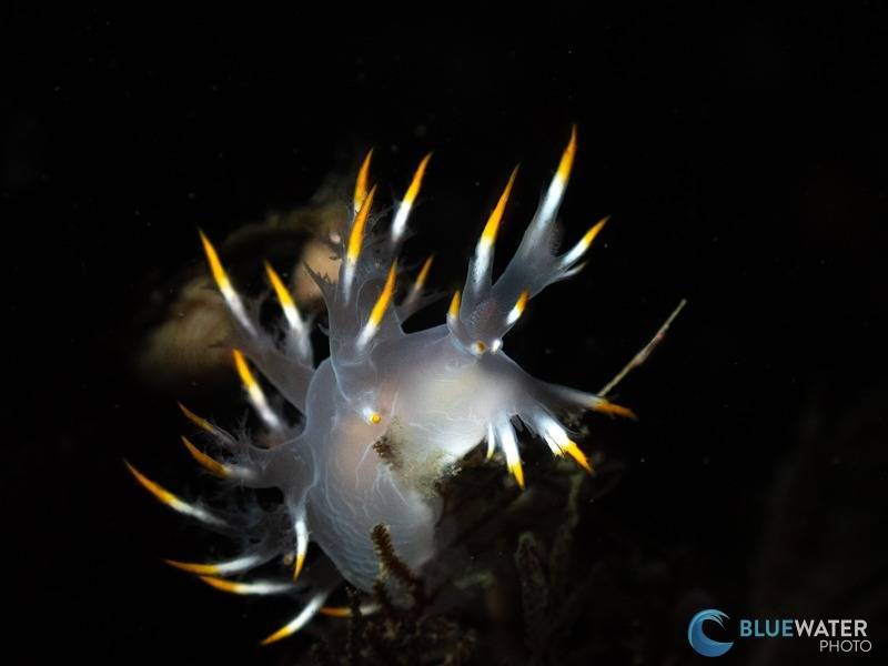 tg-7 underwater photograph