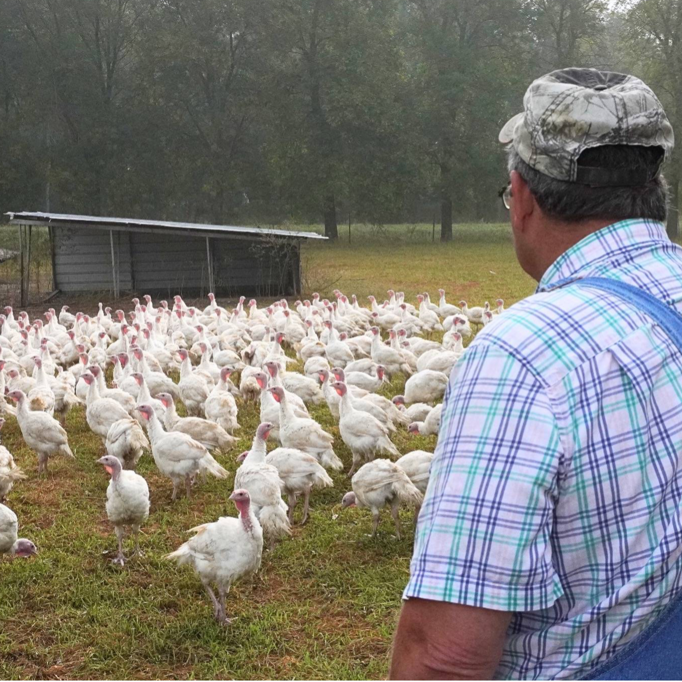 TC Farm Turkeys
