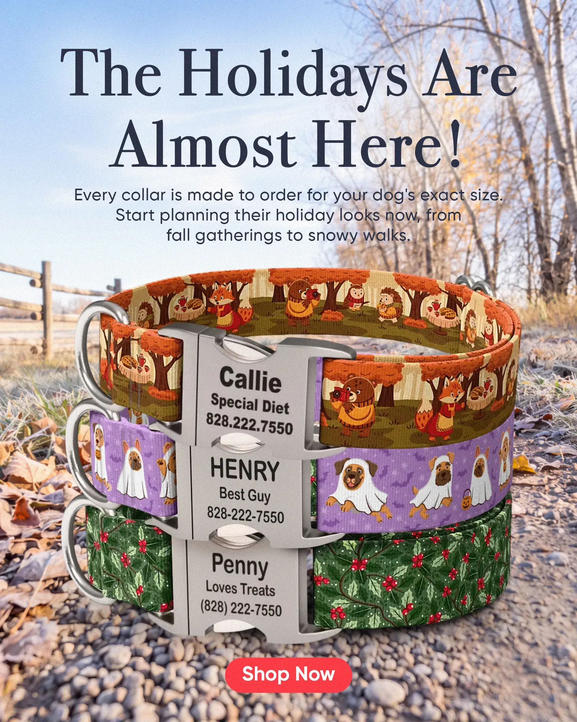 Custom Dog Collars | dog collars