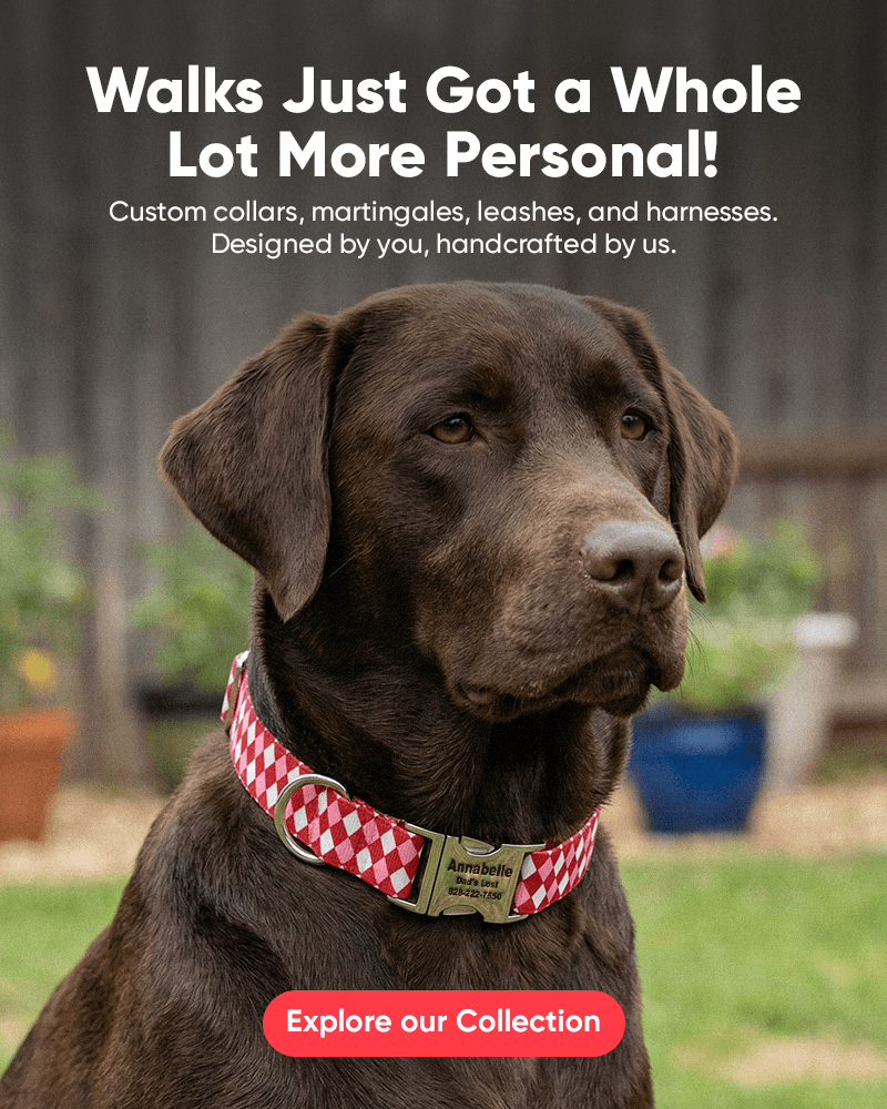 Custom Dog Collars | dog collars