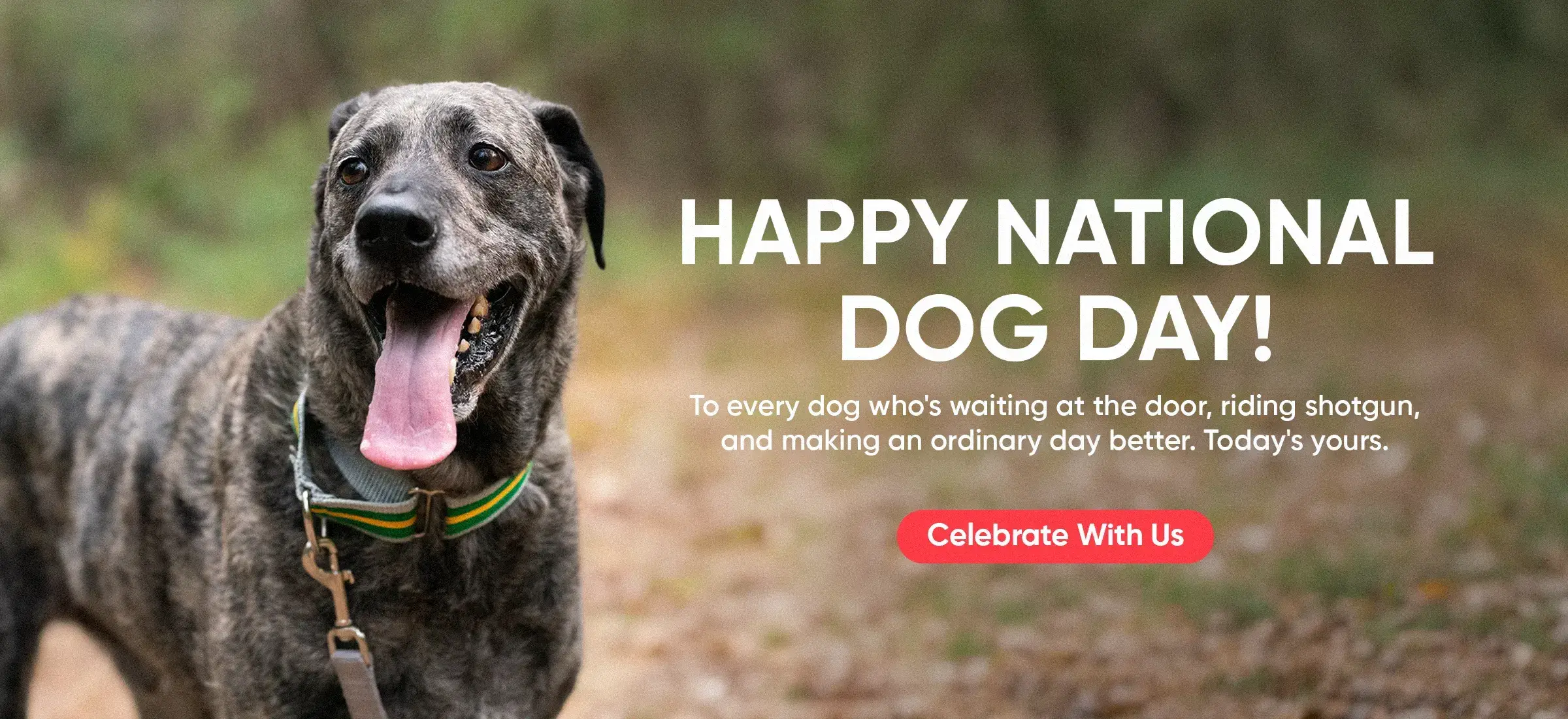 Custom Dog Collars | dog collars