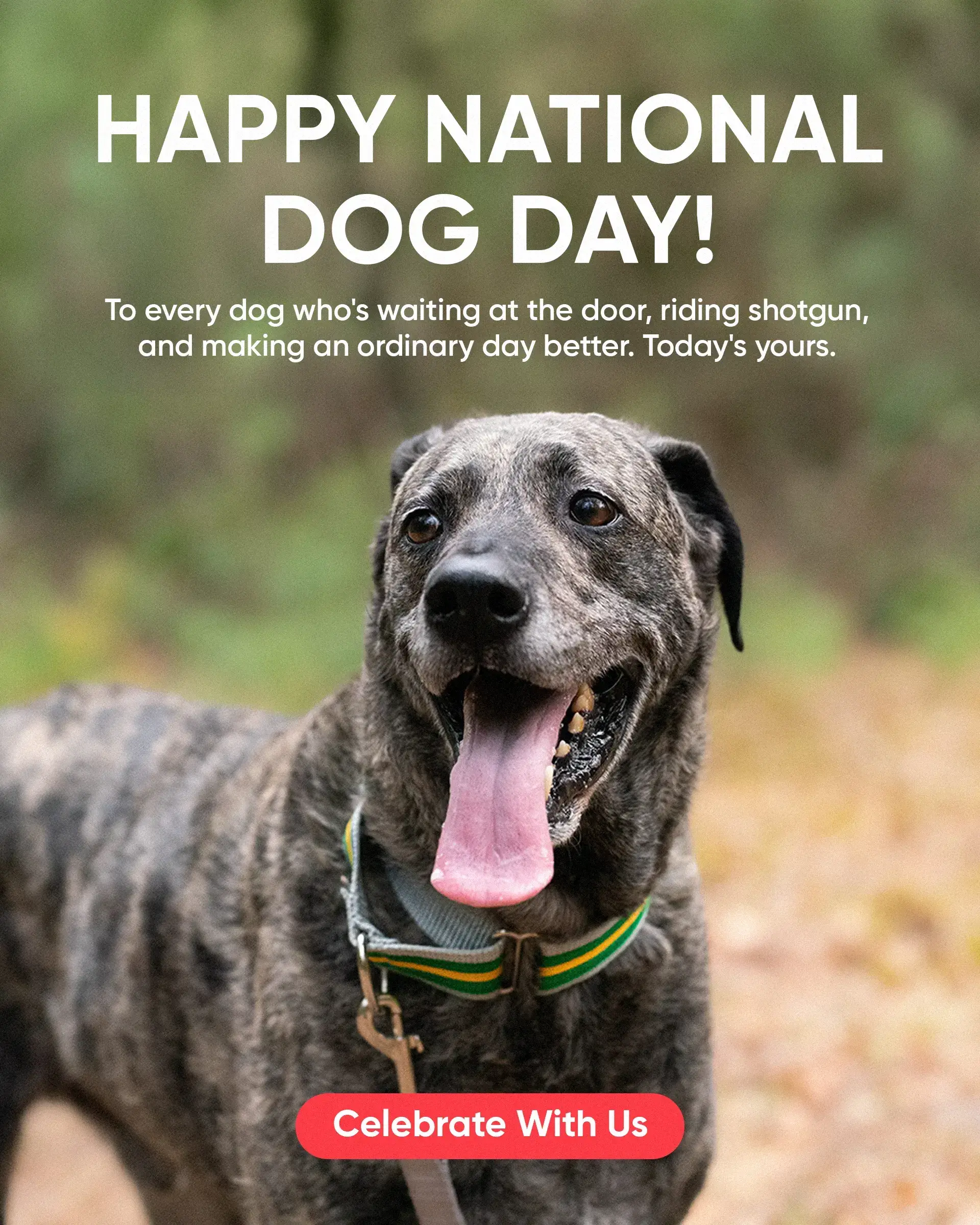 Custom Dog Collars | dog collars