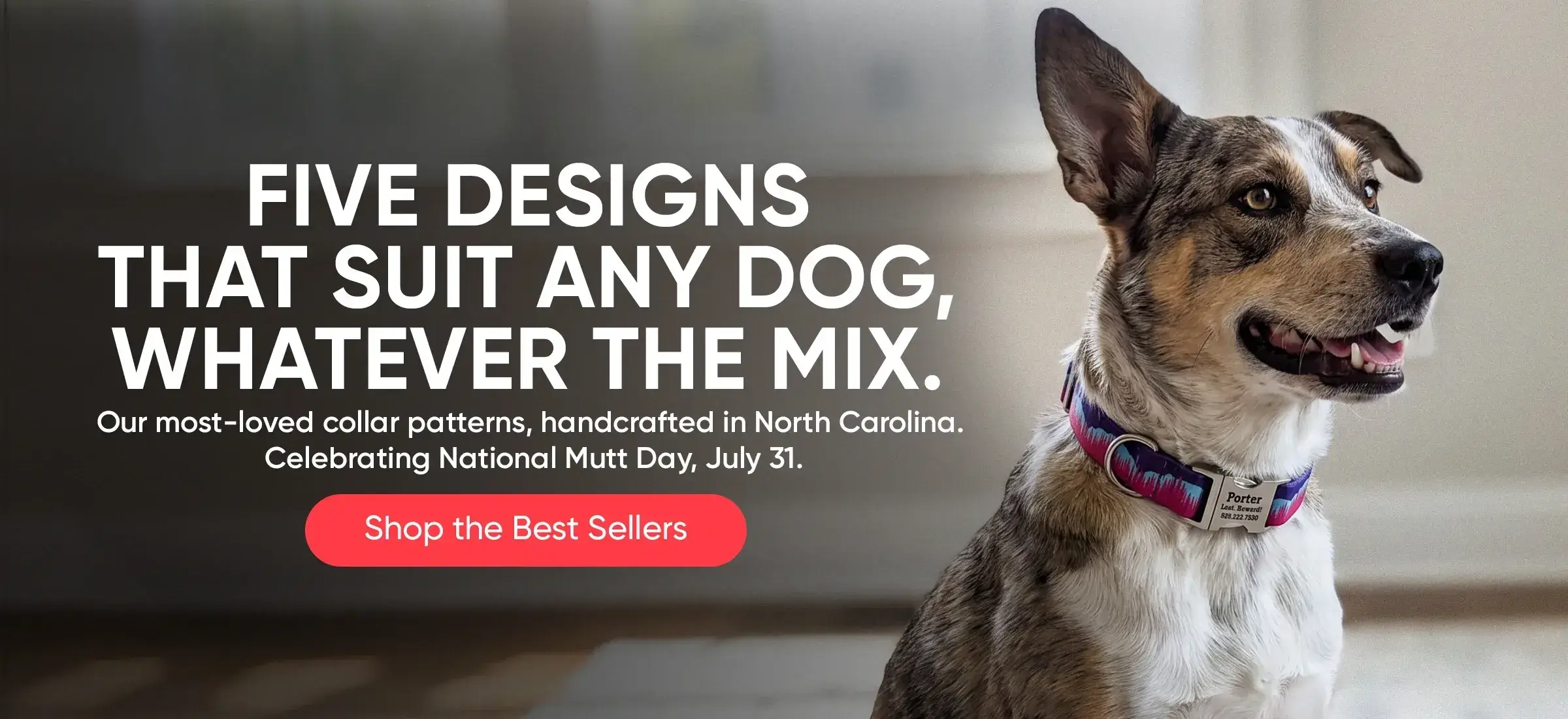 Custom Dog Collars | dog collars