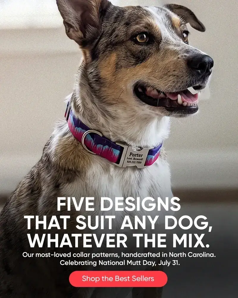 Custom Dog Collars | dog collars