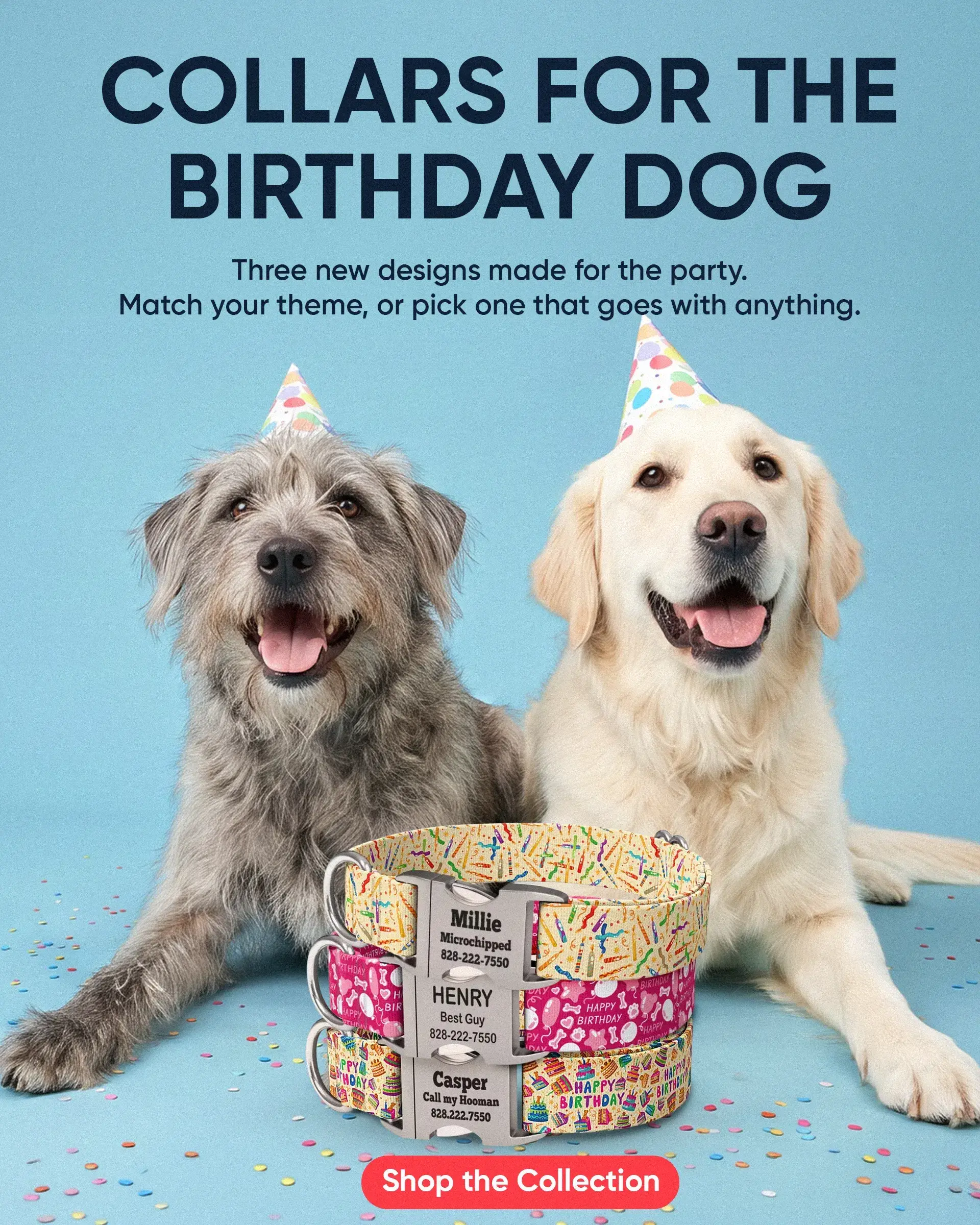 Custom Dog Collars | dog collars