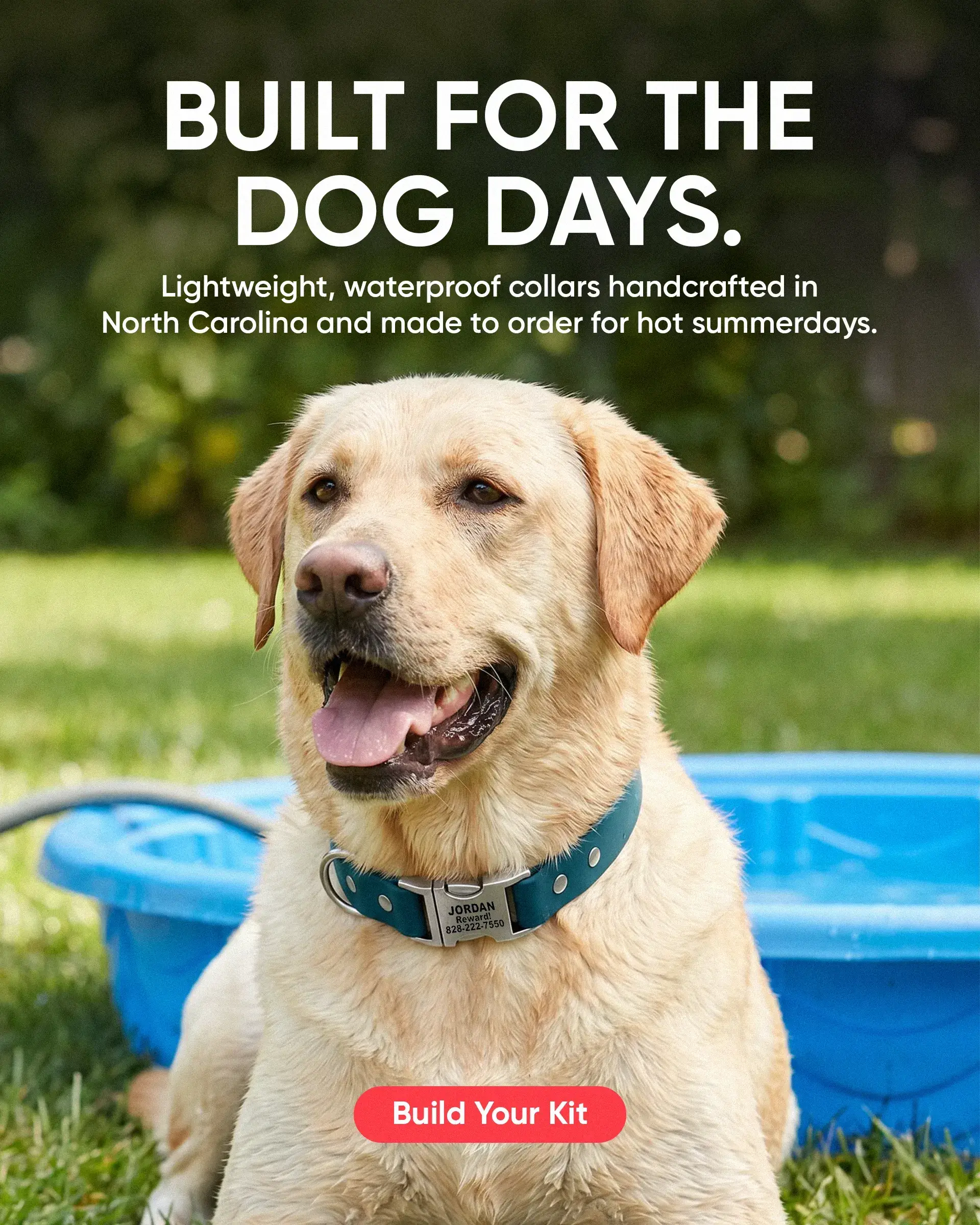 Custom Dog Collars | dog collars