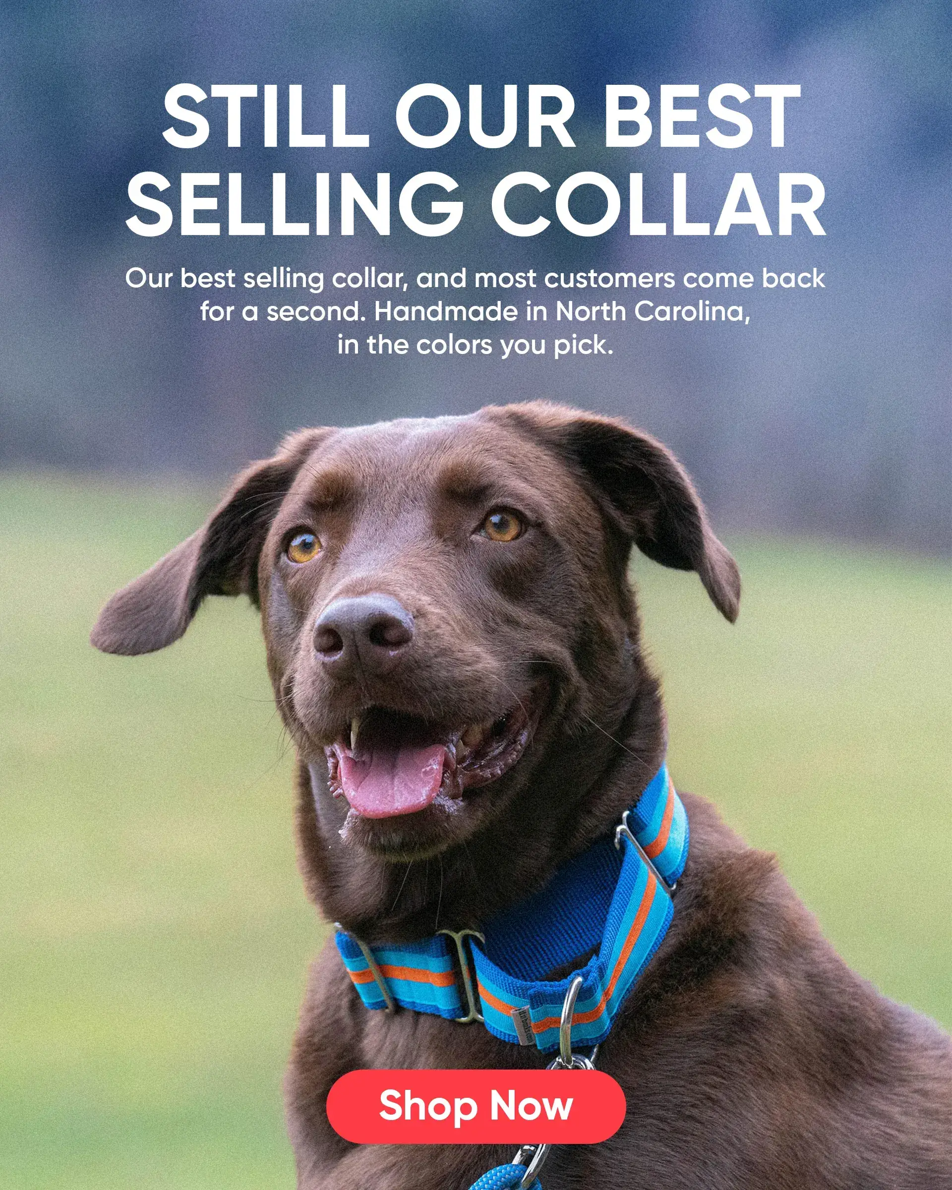 Custom Dog Collars | dog collars