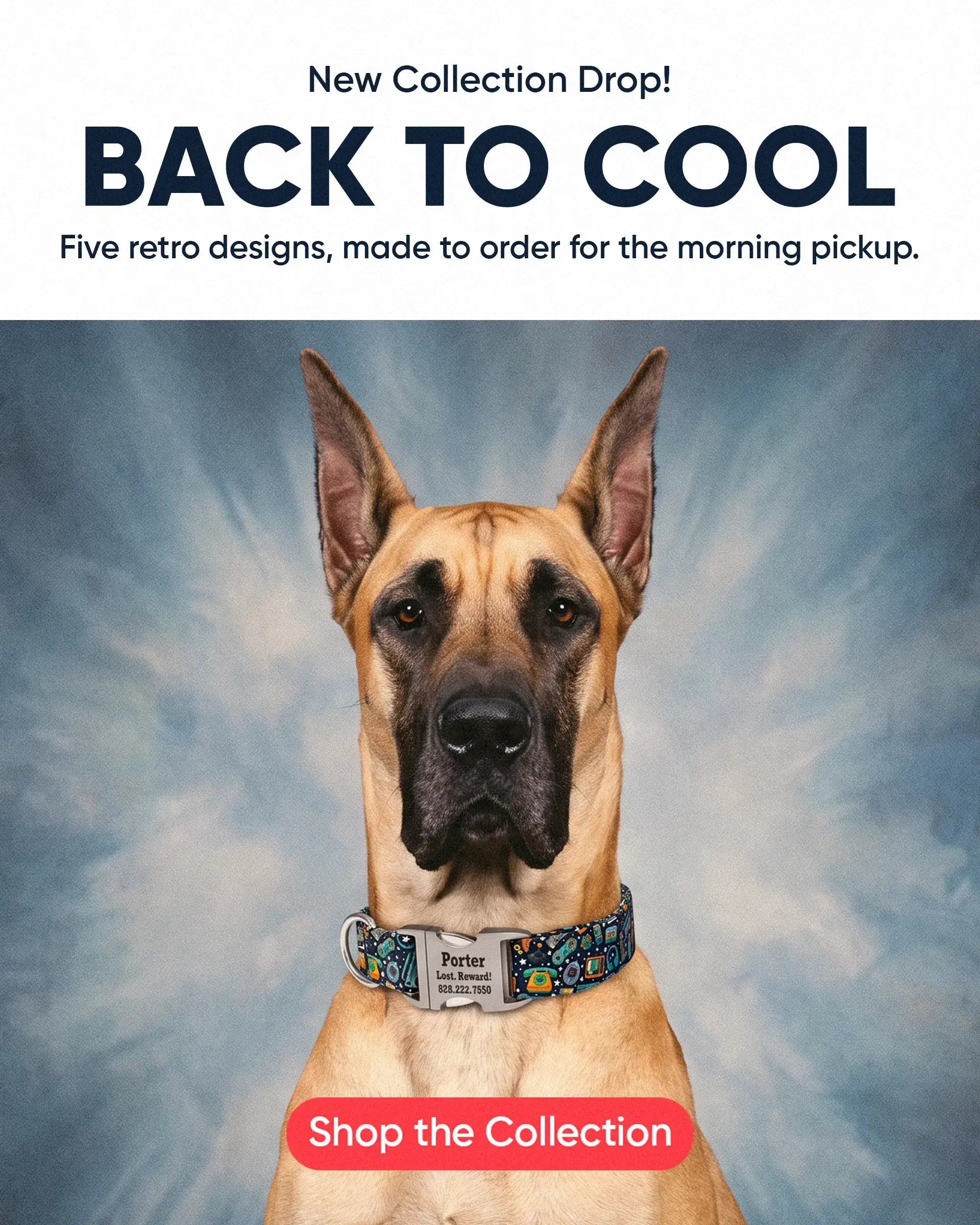Custom Dog Collars | dog collars