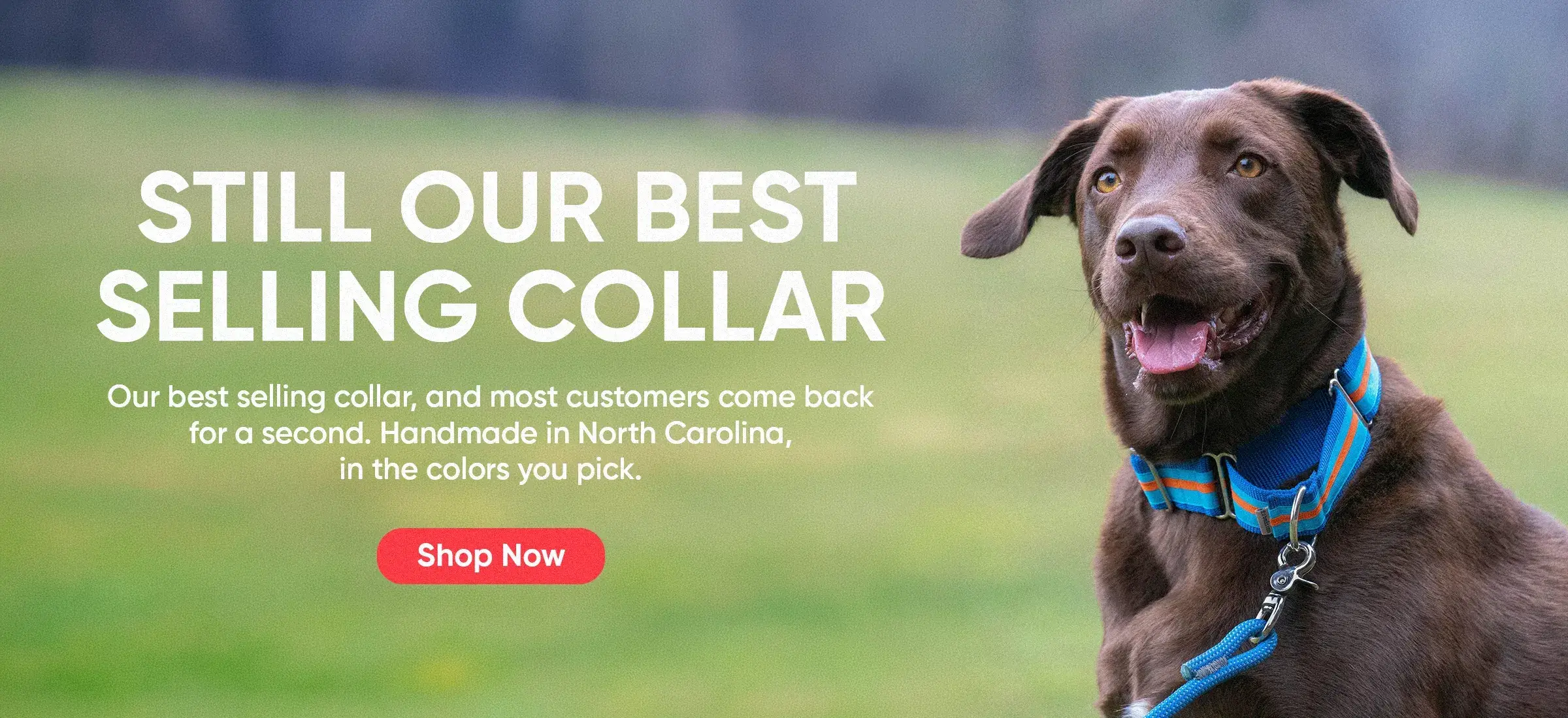 Custom Dog Collars | dog collars