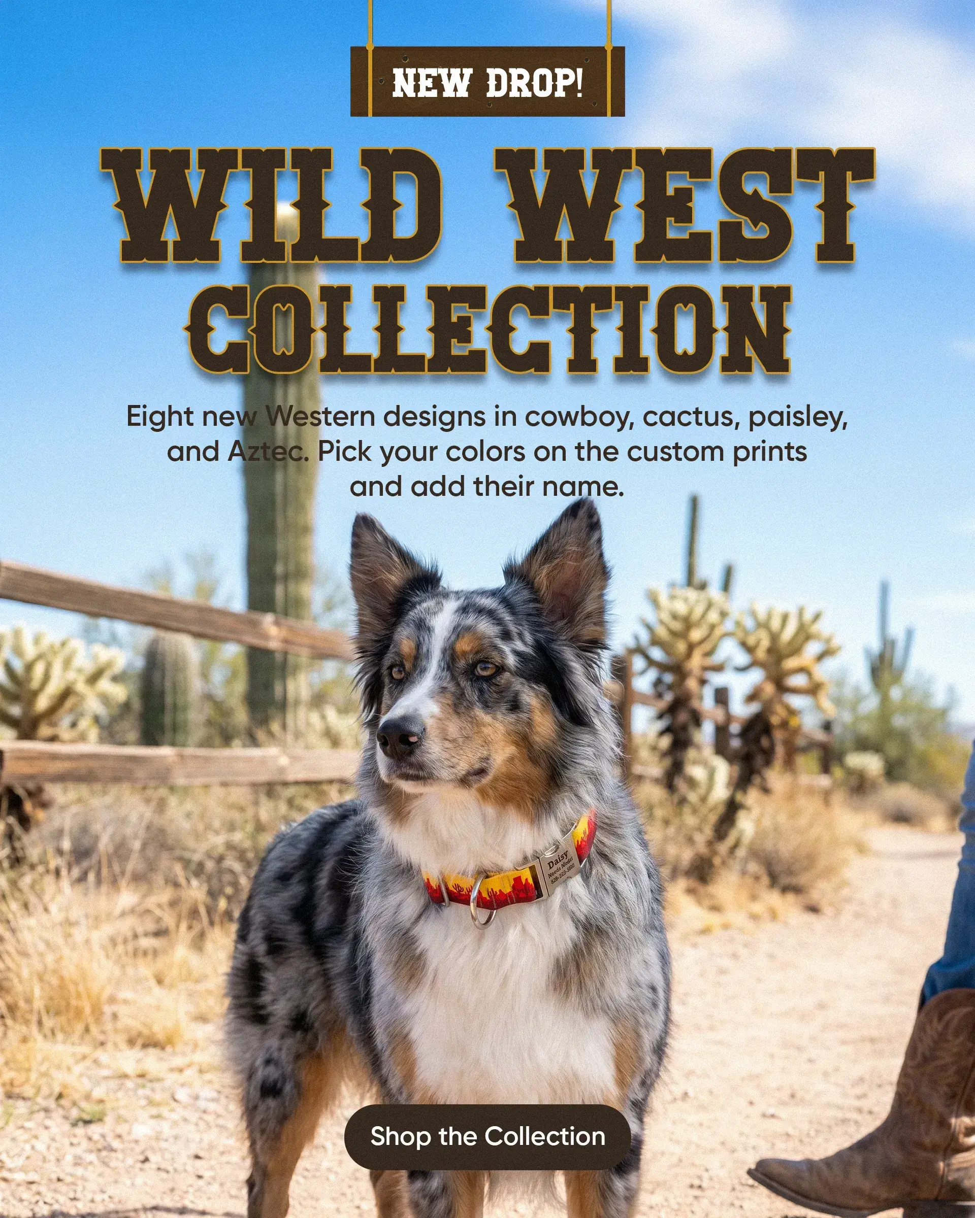 Custom Dog Collars | dog collars