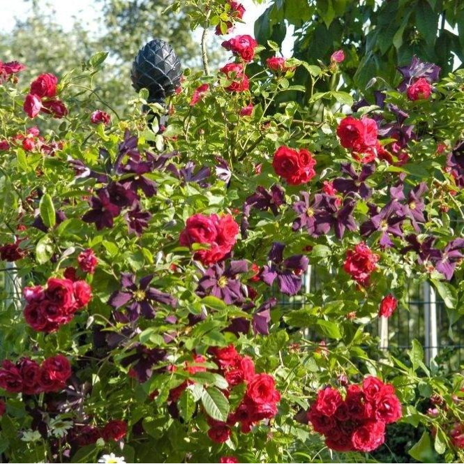 red roses and clematis 'etoile violette' on metal garden pillar