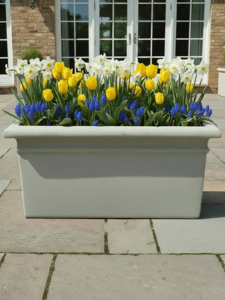 Layered bulb planting of white daffodils, yellow tulips, and blue muscari in a grey rectangular container