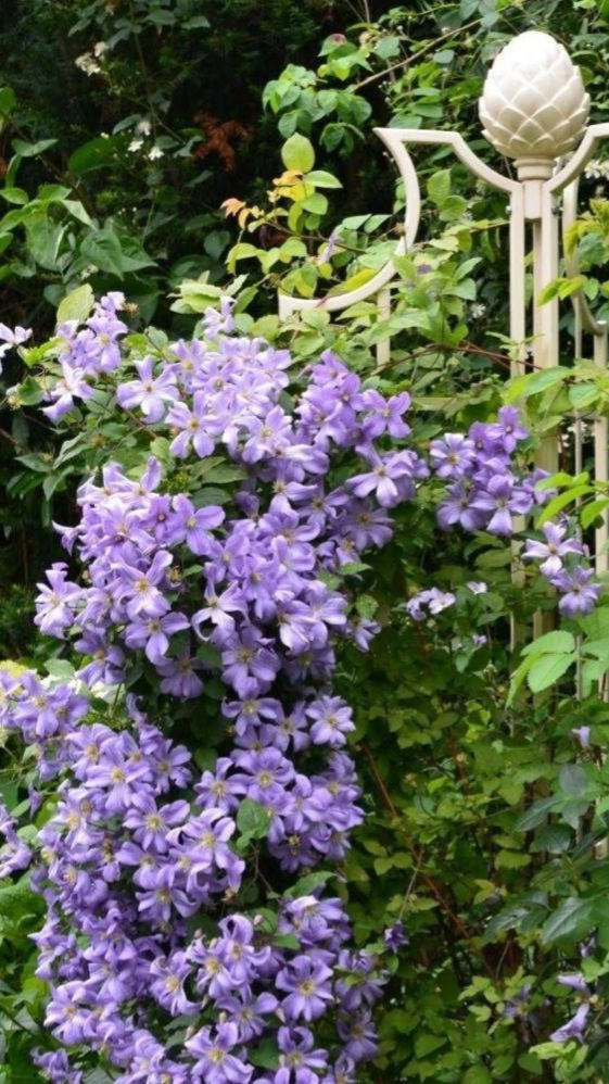 Clematis viticella 'Prince Charles' on white metal obelisk