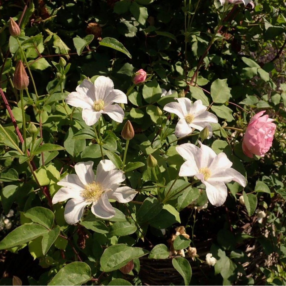 Huldine clematis planted with pink roses