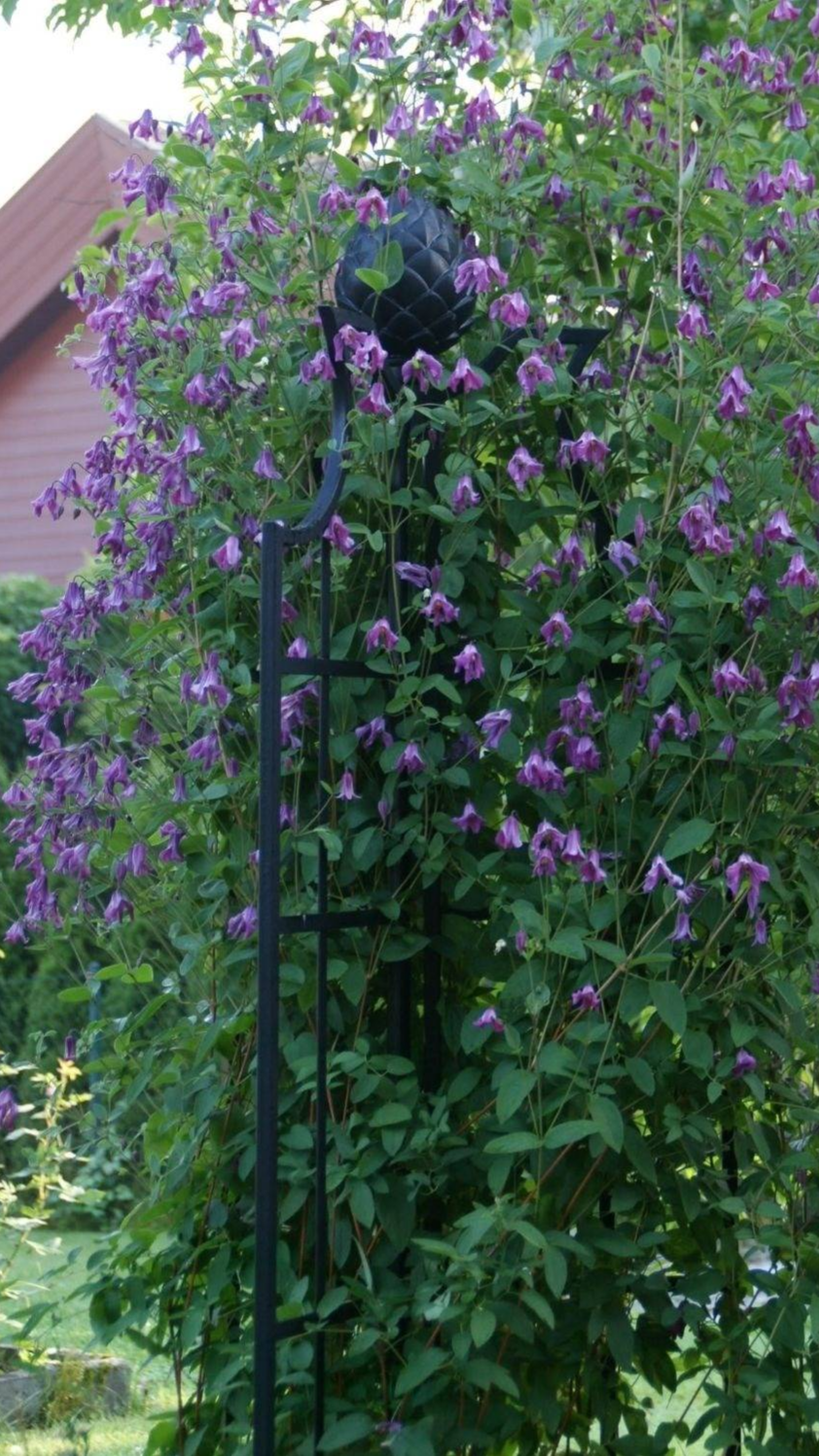 clematis viticella on metal garden obelisk
