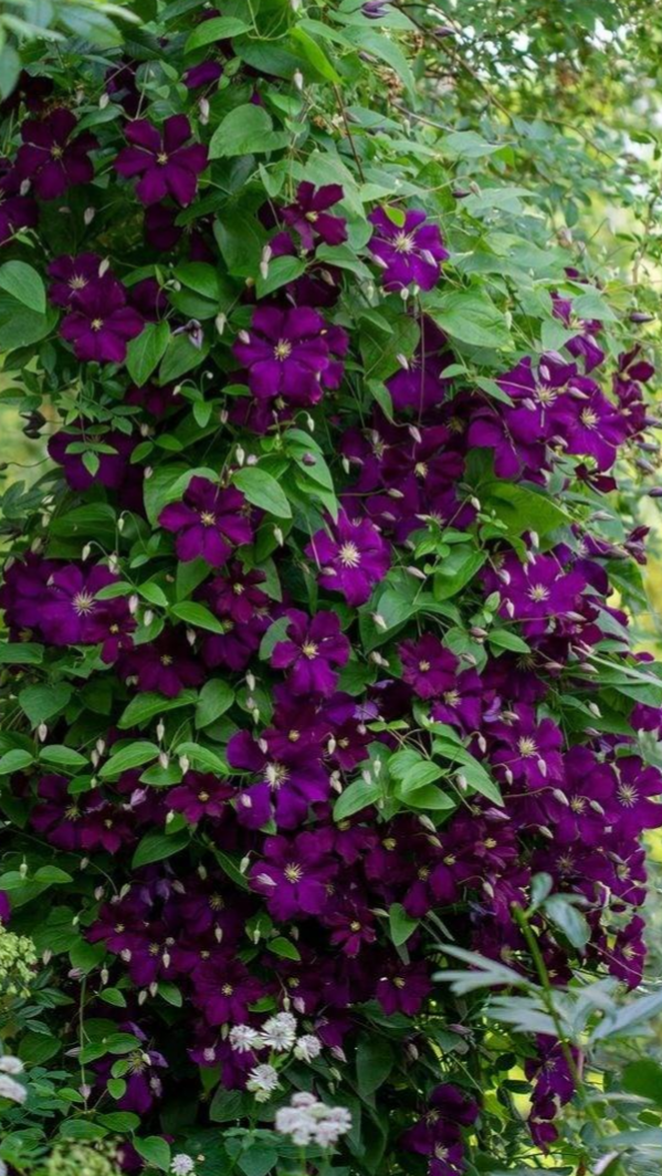 clematis viticella 'Etoile Violette' on garden trellis