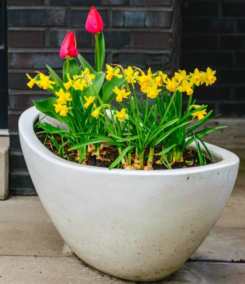 oval ceramic white planter with mini daffodils and red tulips