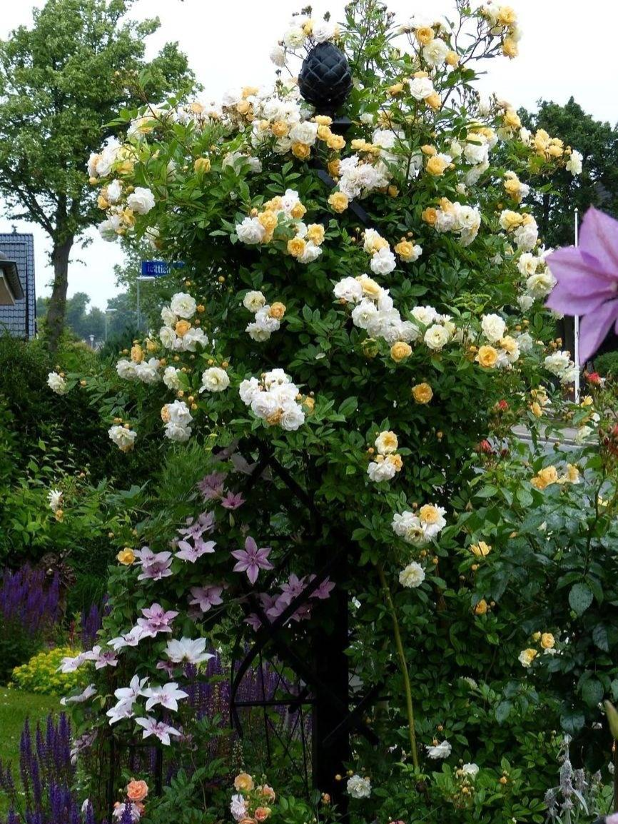 yellow rose and pink clematis on metal rose pillar 