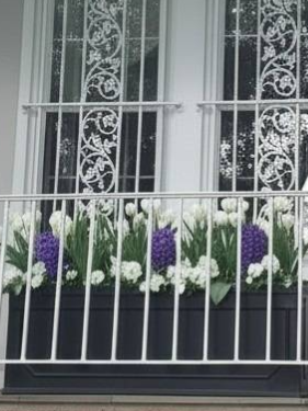White tulips, dark blue hyacinths and white pansies in a black rectangular planter behind a white wrought iron fence
