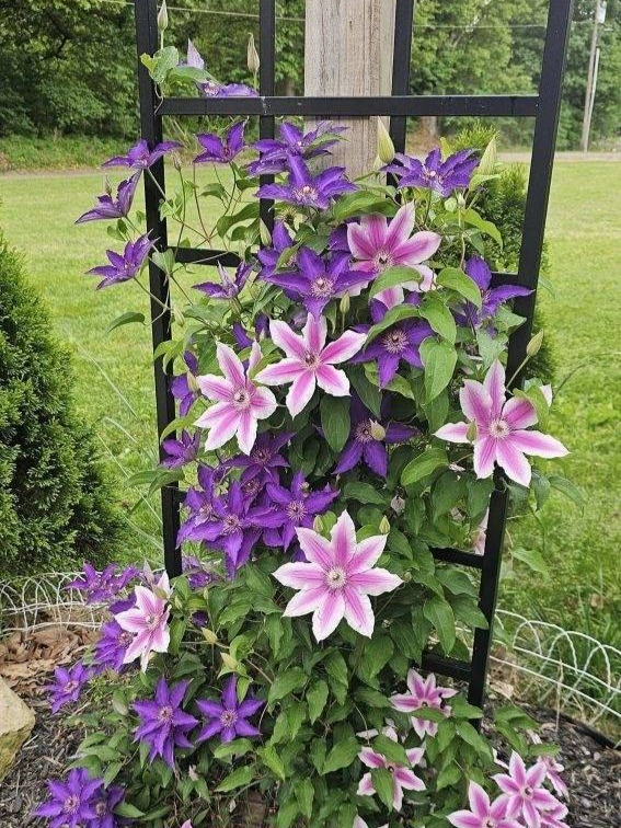 pink and purple clematis on a black metal garden trelllis