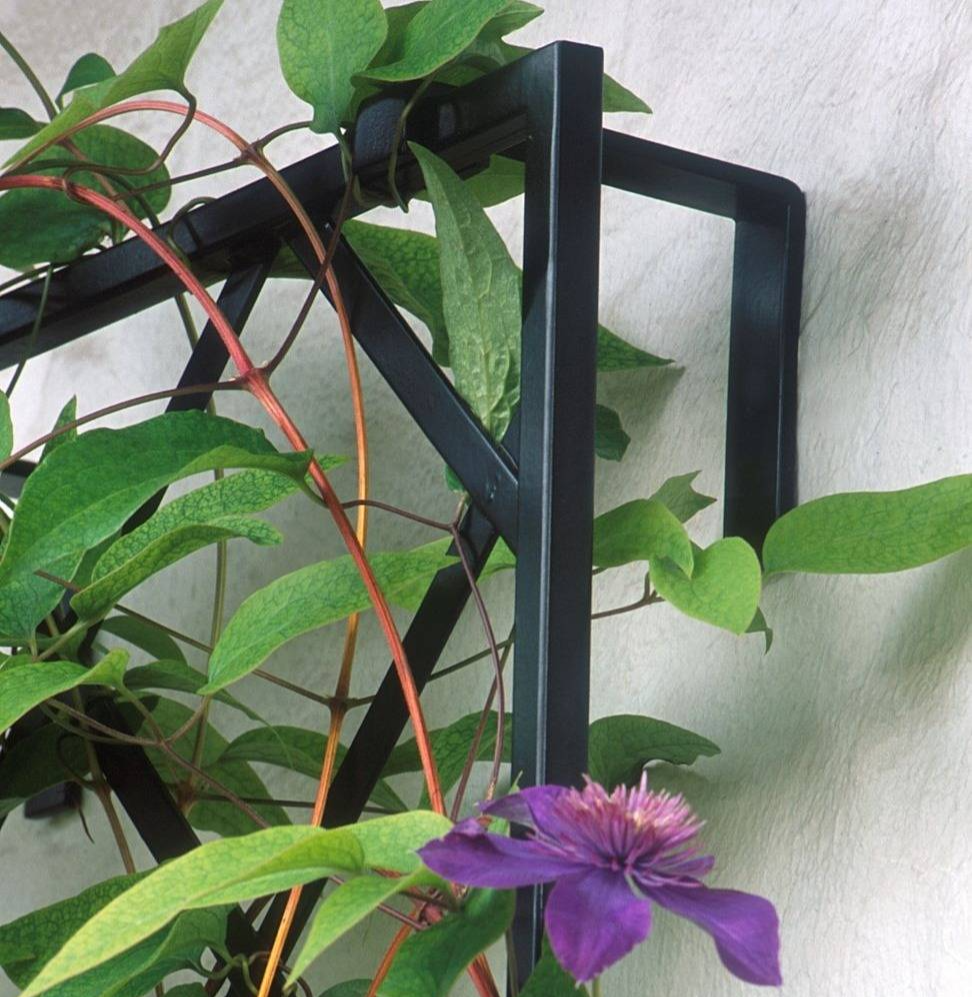 Purple clematis on half wall arch