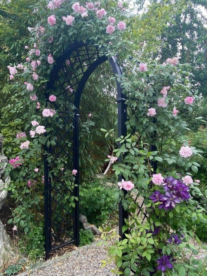 pink roses and purple clematis on a metal Portofino arch