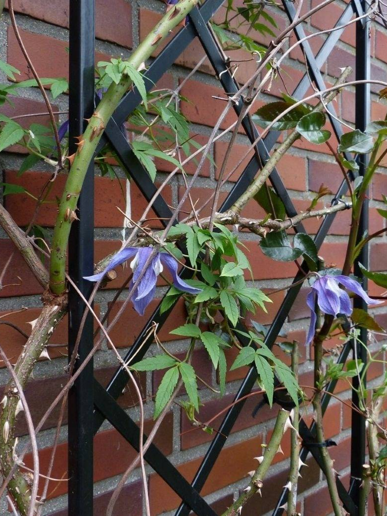 purple clematis and bare rose stems on trellis against a brick wall in early spring
