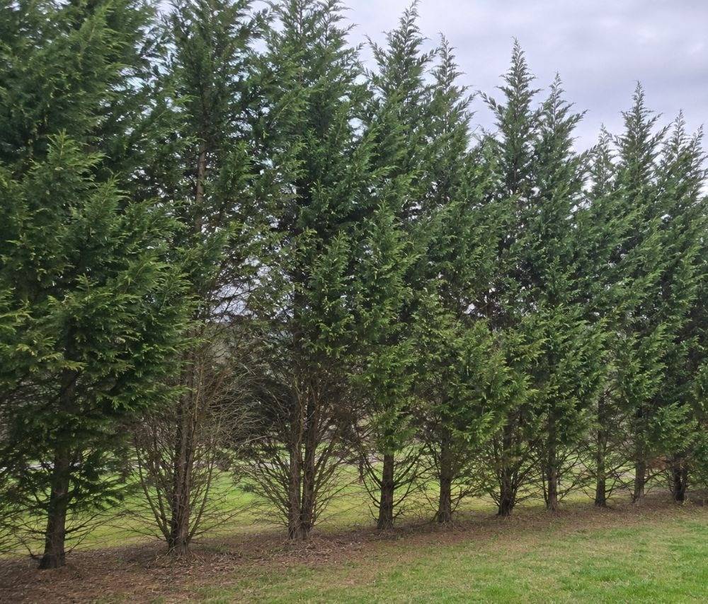 Leyland cypress privacy screen becoming sparse at the base with age