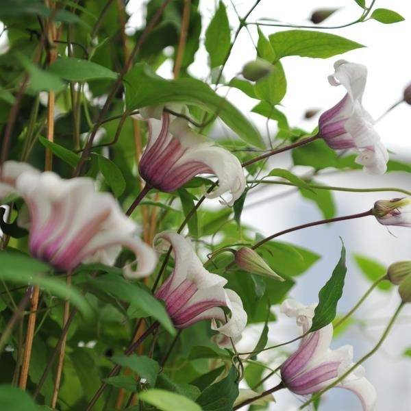 clematis texensis 'princess kate' white and pink flowers