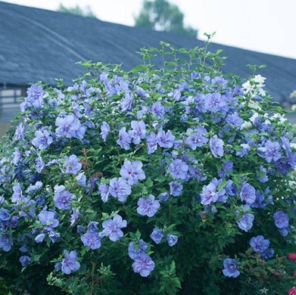 'Blue Chiffon' Rose of Sharon, Hibiscus syriacus shrub, covered with double blue flowers