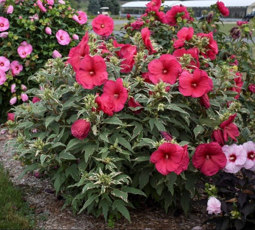 Hibiscus 'Summer Carnival' with white variegated leavaes and deep magenta blooms growing in a garden bed