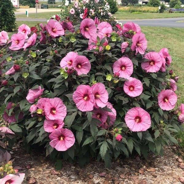 Hardy perennial Hibiscus 'Berry Awesome,' in a mulched bed