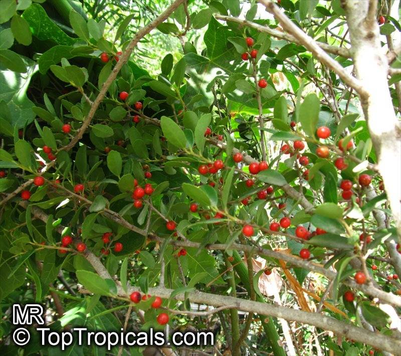 Yaupon holly with red berries