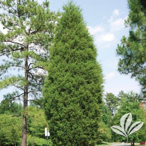 Brodie juniper, a fast growing Eastern red cedar, in a large residential landscape