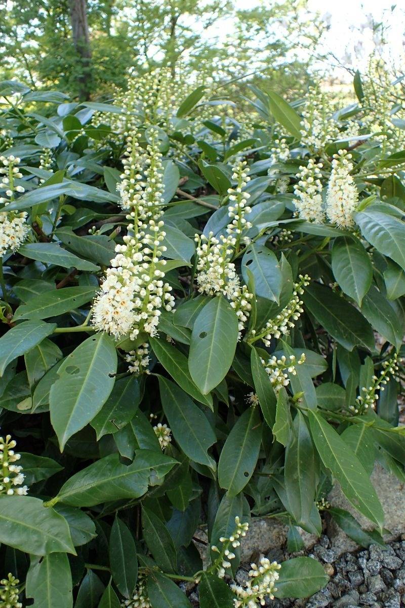 Skip laurel, an evergreen screening plant with white spring flower spikes